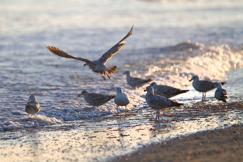 Seaside photograph by Floris Scheplitz